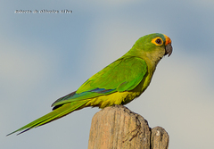 Eupsittula aurea