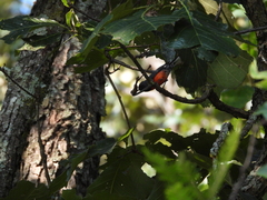 Myioborus miniatus