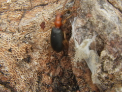 Brachinus