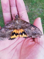 Eudocima serpentifera