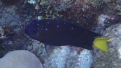 Microspathodon chrysurus