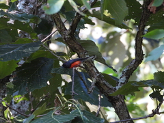 Myioborus miniatus