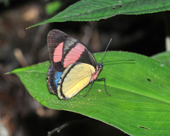 Batesia hypochlora