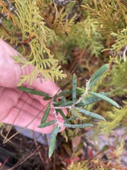 Rhododendron groenlandicum