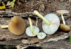Pluteus romellii