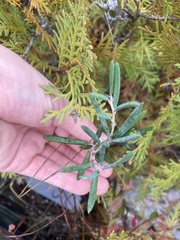 Rhododendron groenlandicum