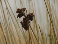 Juncus acutus