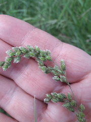 Chascolytrum subaristatum