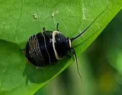 Ellipsidion australe