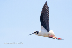 Himantopus mexicanus melanurus