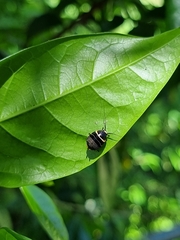 Ellipsidion australe