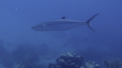 Scomberomorus regalis