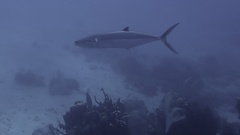 Scomberomorus regalis