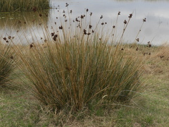 Juncus acutus