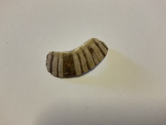 Cellana tramoserica