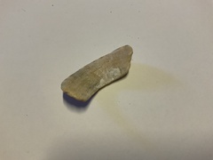 Cellana tramoserica