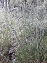 Chascolytrum subaristatum