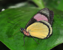 Batesia hypochlora