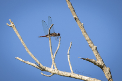 Tramea insularis