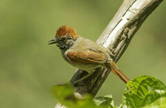 Synallaxis frontalis