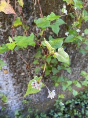 Persicaria biconvexa