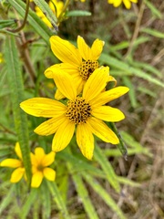 Helianthus simulans