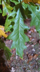 Quercus lyrata