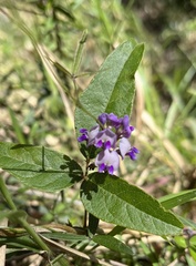 Glycine clandestina
