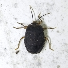 Discocephalinae