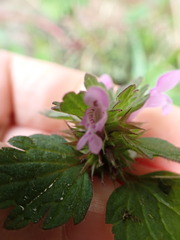 Lamium hybridum