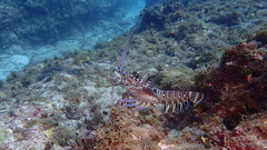 Panulirus argus