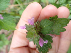 Lamium hybridum