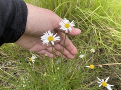 Brachyscome paludicola