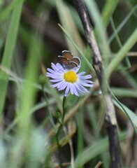 Symphyotrichum divaricatum