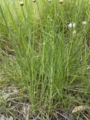 Brachyscome paludicola