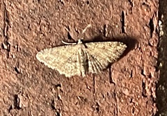 Cyclophora nanaria
