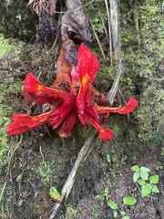 Etlingera