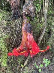 Etlingera