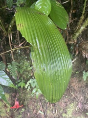 Etlingera
