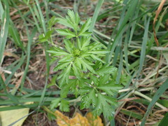 Petroselinum crispum