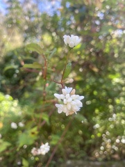 Persicaria biconvexa