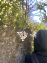 Persicaria biconvexa