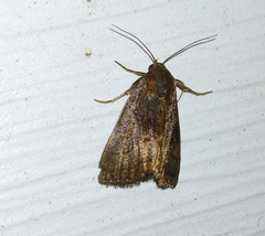 Galgula partita