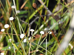 Eriocaulaceae