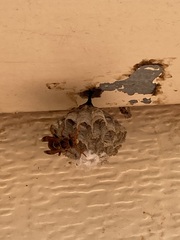 Polistes humilis humilis
