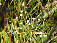 Eriocaulaceae