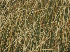 Schoenoplectus californicus