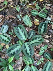 Maranta cristata