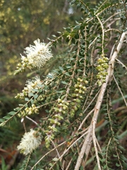 Melaleuca squarrosa