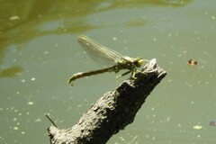 Arigomphus submedianus